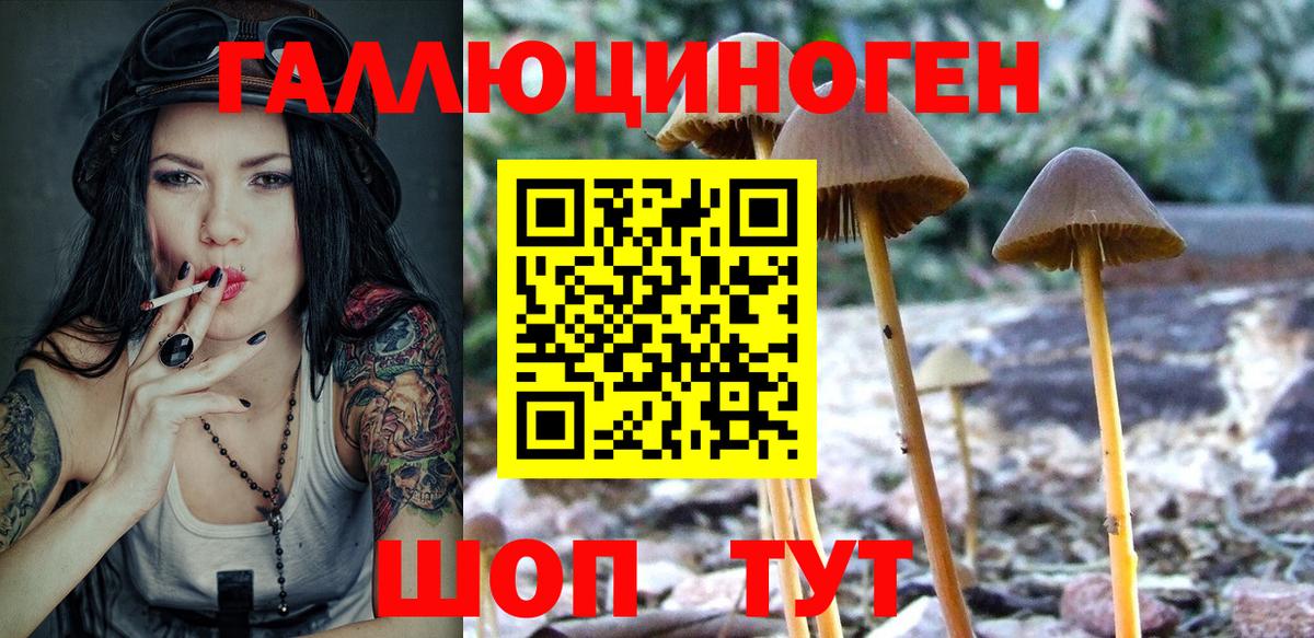 Галлюциногенные грибы Psilocybe Майкоп